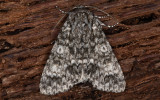 Storhvdat aftonfly - Poplar Grey (Acronicta megacephala)