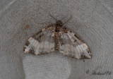 Vinklad fltmtare - Sharp-angled Carpet (Euphyia unangulata)