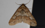 Lindmätare - Mottled Umber (Erannis defoliaria)