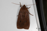 Lingonplattfly - The Chestnut (Conistra vaccinii)