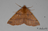 Spinnarmätare - Feathered Thorn (Colotois pennaria)