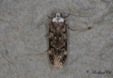 Vithvdad skrpmal - White-shouldered House-moth (Endrosis sarcitrella)