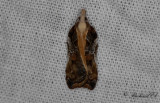 Tortricidae ( Vecklare )