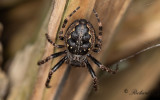 Other insects