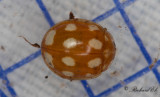 Tioflckig nyckelpiga (Calvia decemguttata) 