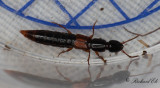 Othius punctulatus