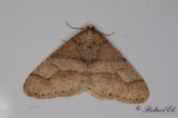Grågul frostmätare - Dotted Border (Agriopis marginaria)