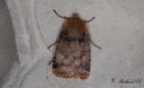 Lingonplattfly - The Chestnut (Conistra vaccinii)