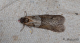 Vårlångvecklare - Winter Shade (Tortricodes alternella)
