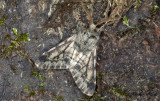 Taggig vintermtare - Small Brindled Beauty (Apocheima hispidaria)