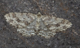 Dubbelvågig lavmätare - Small Engrailed (Ectropis crepuscularia)