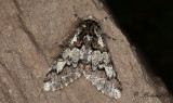 Brunaktig vintermtare - Oak Beauty (Biston strataria)