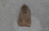 Mindre Slgfly - Small Quaker (Orthosia cruda)