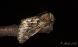 Taggig vintermätare - Small Brindled Beauty (Apocheima hispidaria)