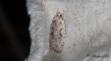 Sälgplattmal (Agonopterix ocellana)