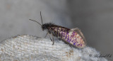 Vårpurpurmal - Early Purple (Eriocrania semipurpurella)