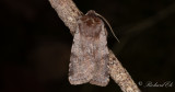 Rödviolett skogsfly - Red Chestnut (Cerastis rubricosa)