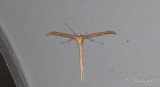 kervindefjdermott - Morning-glory plume moth (Emmelina monodactyla)