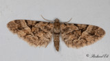 Lansettvingad malmtare (Eupithecia lanceata)