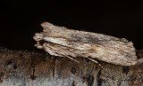 Grbrunt trfly - Pale Pinion (Lithophane socia)