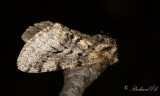 Lurvig vintermtare - Brindled beauty (Lycia hirtaria)