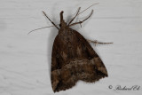 Humlenäbbfly - Buttoned Snout (Hypena rostralis)
