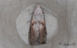 Humlemott - Bee Moth (Aphomia sociella)