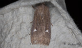 Trefläckigt vågfly - The Satellite (Eupsilia transversa)