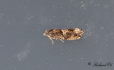 Alhängevecklare (Epinotia immundana)