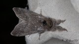 Bokspinnare - Pale Tussock (Calliteara pudibunda)