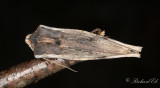 Mindre mantelfly - Red Sword-grass (Xylena vetusta)