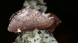 Björkflikvinge - Scarce Prominent (Odontosia carmelita)