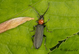 Gropig blombagge (Ischnomera sanguinicollis)