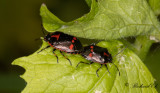 Rapssugare - Rape Bug (Eurydema oleracea)