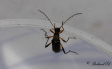 Dvrggrenbock (Grammoptera ruficornis)