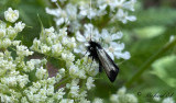 Ekantennmal (Adela reaumurella)