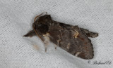 Bjrktandvinge - Iron Prominent (Notodonta dromedarius)