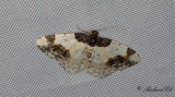 Benvedsmätare - Scorched Carpet (Ligdia adustata)