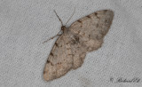 Allavmätare - Grey Birch (Aethalura punctulata)