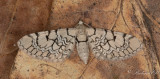 Glimmalmätare - Netted Pug (Eupithecia venosata)
