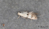 Rörflensgräsmal (Elachista maculicerusella)