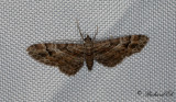 Tvsporrig malmtare - Double-striped Pug (Gymnoscelis rufifasciata)