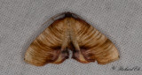 Strimmig smalvingemätare - Scorched Wing (Plagodis dolabraria)