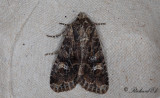 Brunt ängsfly - Dark Brocade (Mniotype adusta)