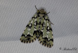 Åsfly - Scarce Merveille du Jour (Moma alpium)