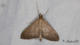 Mörkbrämat gullrismott (Anania terrealis)