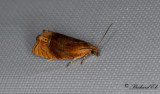 Snöbärsvecklare - Honeysuckle Bell (Eucosmomorpha albersana)