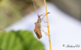Rhombic Leatherbug - (Syromastus rhombeus)