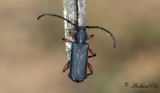 Rdbent gonbock (Ropalopus femoratus)