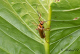 Cantharis rufa?